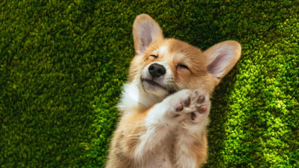 Cachorro
